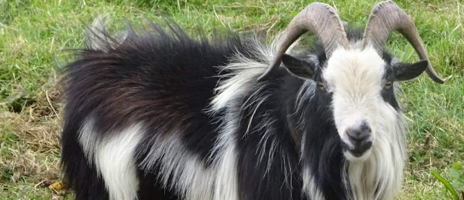 can pygmy goats live with dogs