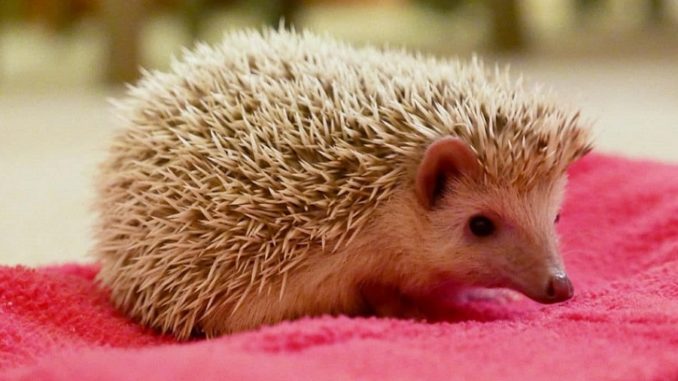 are hedgehogs good with cats and dogs