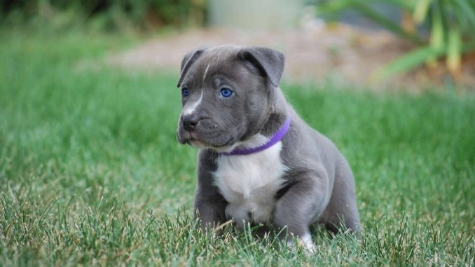 do black pitbull puppies turn blue? 2