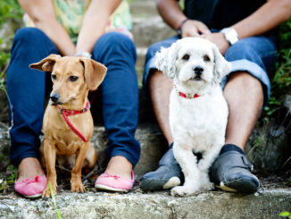 chiens animaux de compagnie