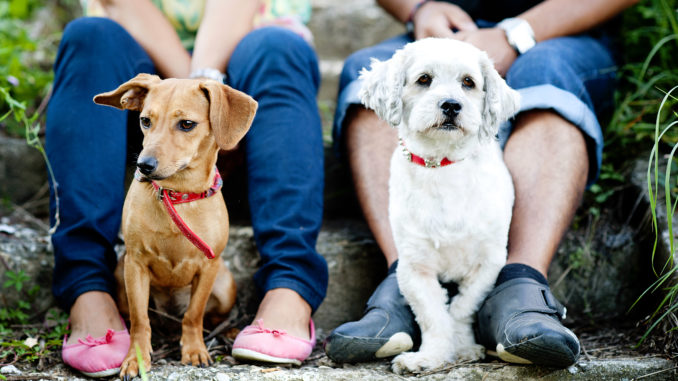 chiens animaux de compagnie